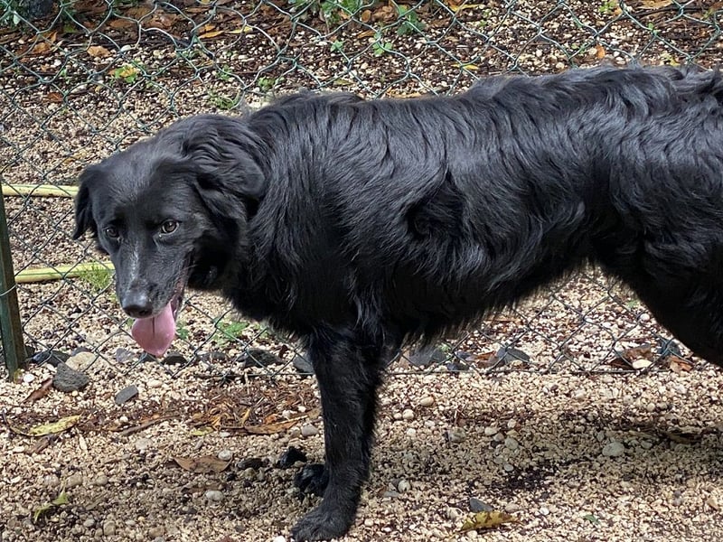 Ibiza - (Dringend Zuhause oder Pflegestelle gesucht) möchte auch ein Fleißkärtchen...