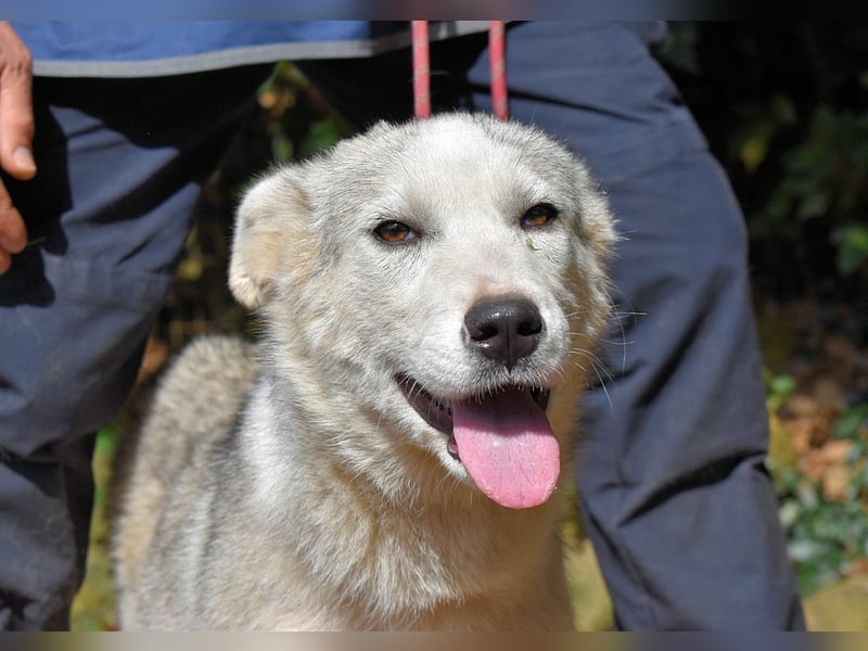 Kemyra - Ein "Wölfchen" sucht sein Rudel