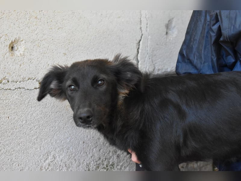 Nerissa - Das Märchen von den fünf Schwestern