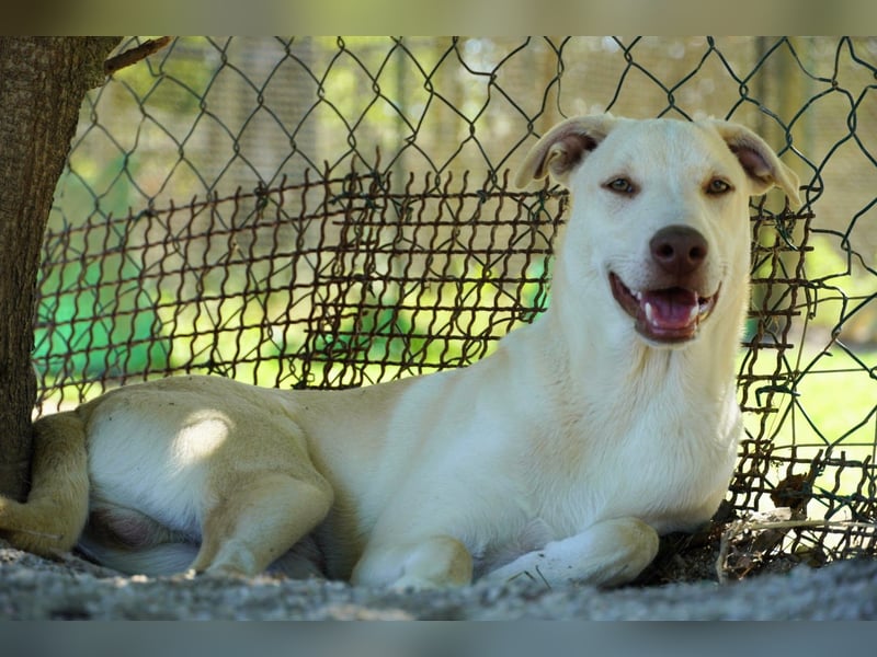 Titanio - er findet seinen Weg
