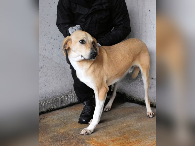 Wiper - Möchte die Welt im Sturm erobern