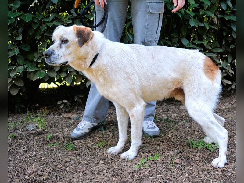 Jedd - Liebe auf den zweiten Stern