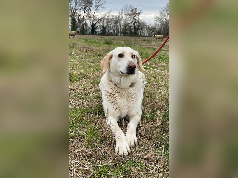 Patty - Vorsichtig auf den Pfoten, groß im Herzen