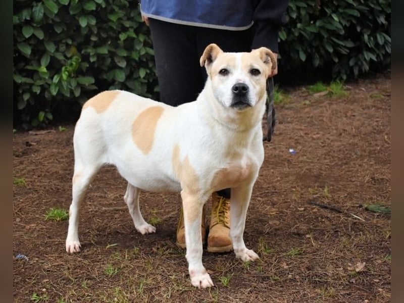 Ivetta - Hat ihr Herz zu verschenken