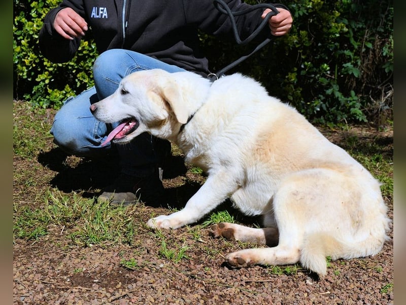Shipley - Ein riesiges Missverständnis!