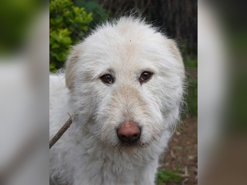 Lynnette - Power-Hündin sucht sportliches Zuhause