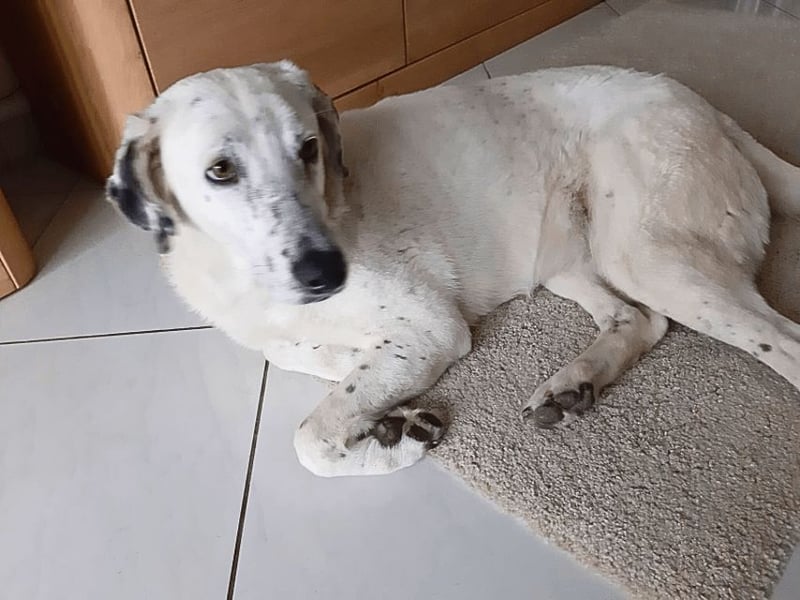 Gina - SOS - Dringend neues Zuhause oder Pflegestelle gesucht - Auch sie droht alles zu verlieren