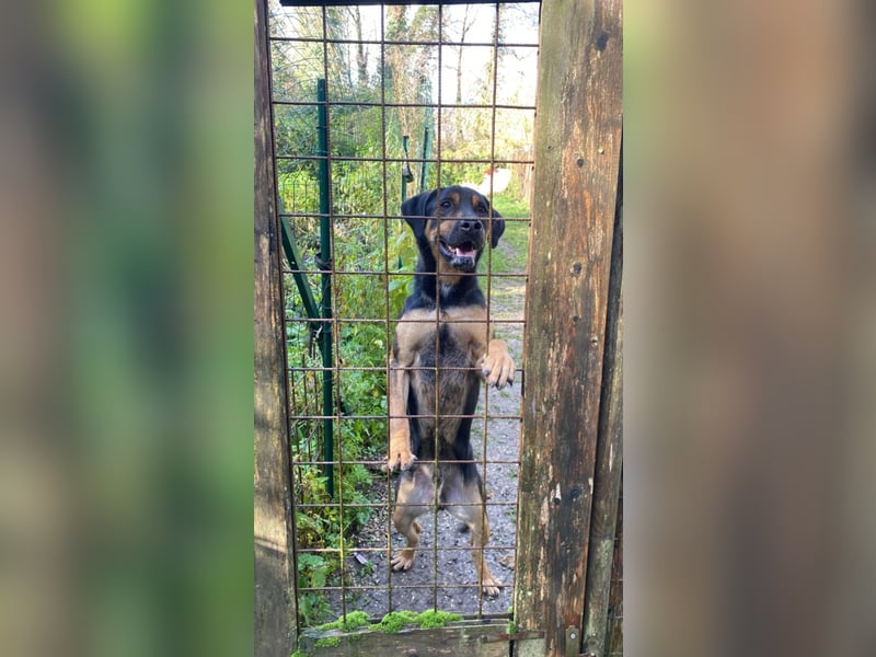 Robin - (Dringend Zuhause oder Pflegestelle gesucht) Ein unbeschriebenes Blatt...