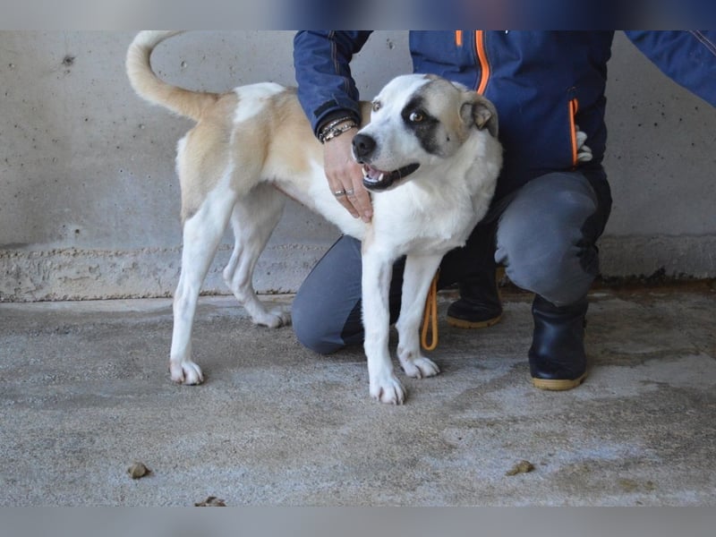 Dayra - freundlich, sanft und bereit für ein schönes Zuhause