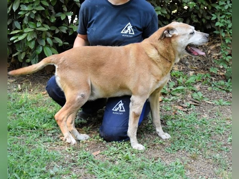 Rinaldo - Gold-Senior sucht dringend ein Zuhause