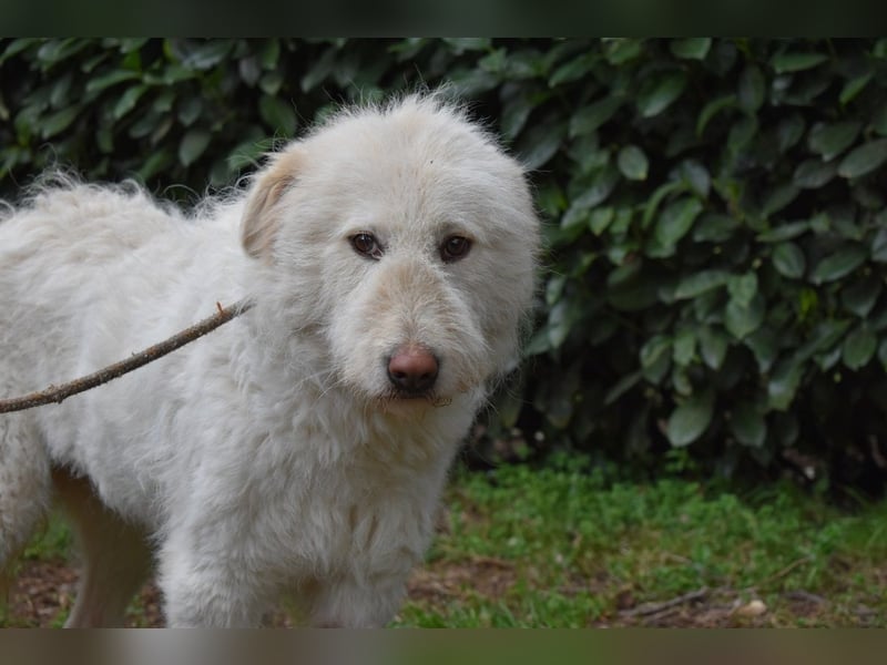 Lynnette - Power-Hündin sucht sportliches Zuhause