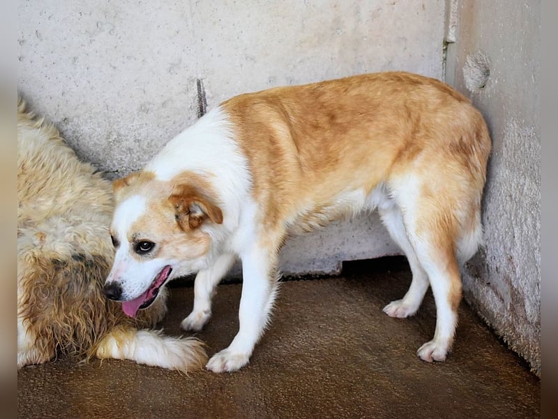 Simbad - Laute Fragen ? Leise Wünsche