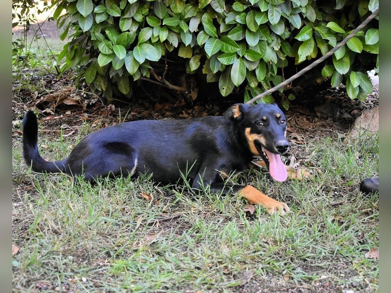 Domitia - neugierige Junghündin mit sanftem Wesen