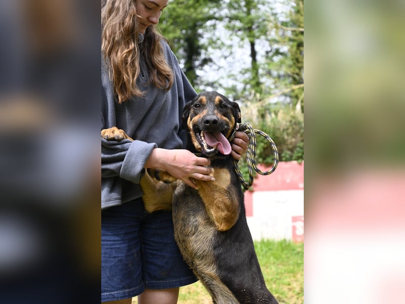 Robin - (Dringend Zuhause oder Pflegestelle gesucht) Ein unbeschriebenes Blatt...