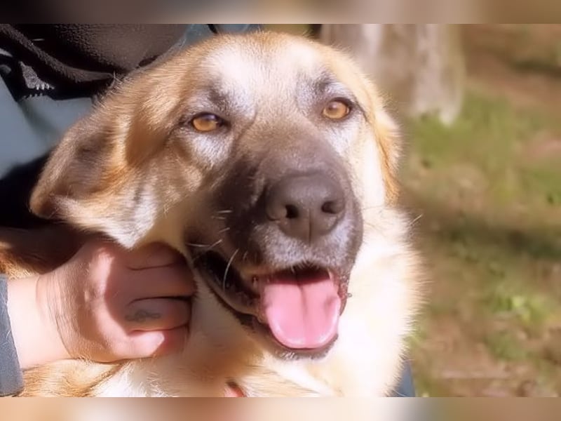 Oddy - Der "Seltsame" mit den Bernsteinaugen