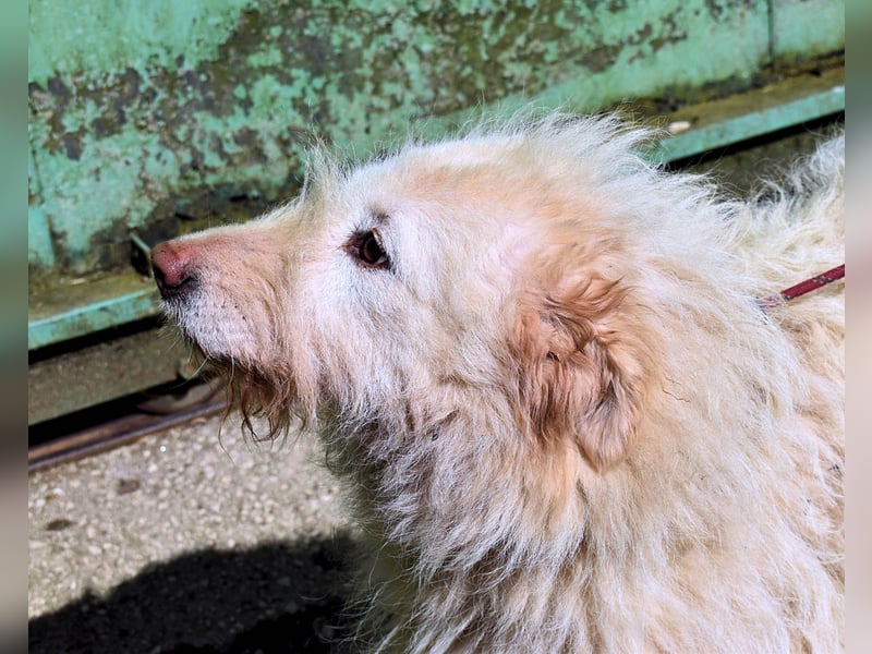 Lynnette - Power-Hündin sucht sportliches Zuhause