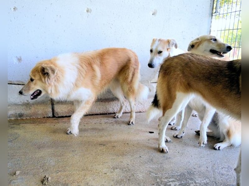Lauritz - sucht seinen Platz im Leben