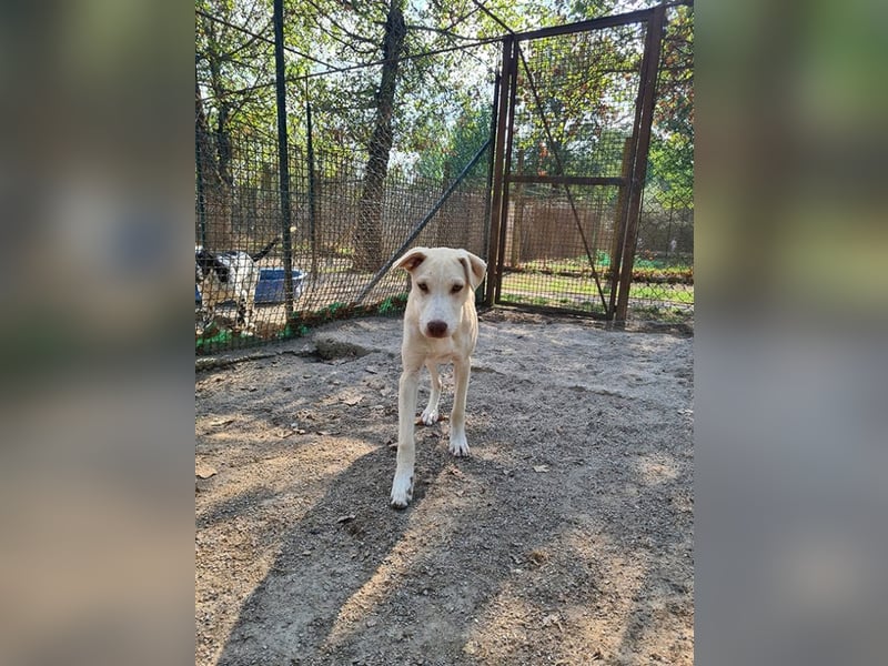 Titanio - (Dringend Pflegestelle oder Zuhause gesucht) Bereit Herzen im Sturm zu erobern