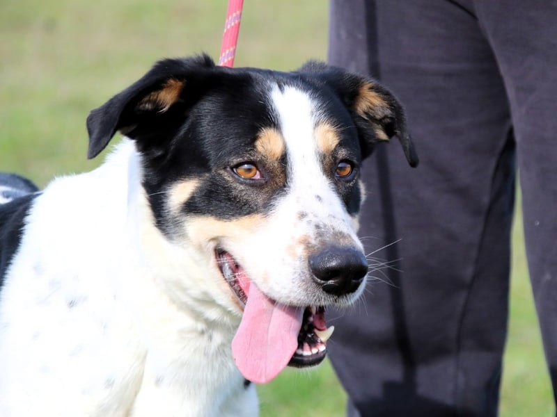 Lillo - Intelligentes Energiebündel sucht Sportsfreunde