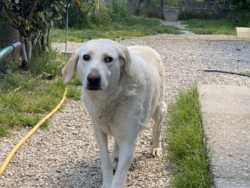 Patty - Vorsichtig auf den Pfoten, groß im Herzen