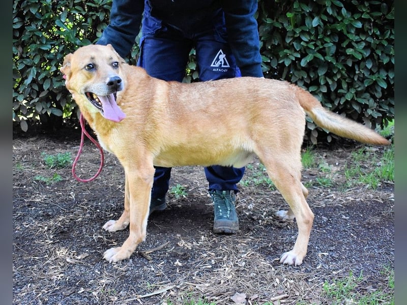 Cesny - Noch ist es nicht zu spät, aber es wird höchste Zeit!