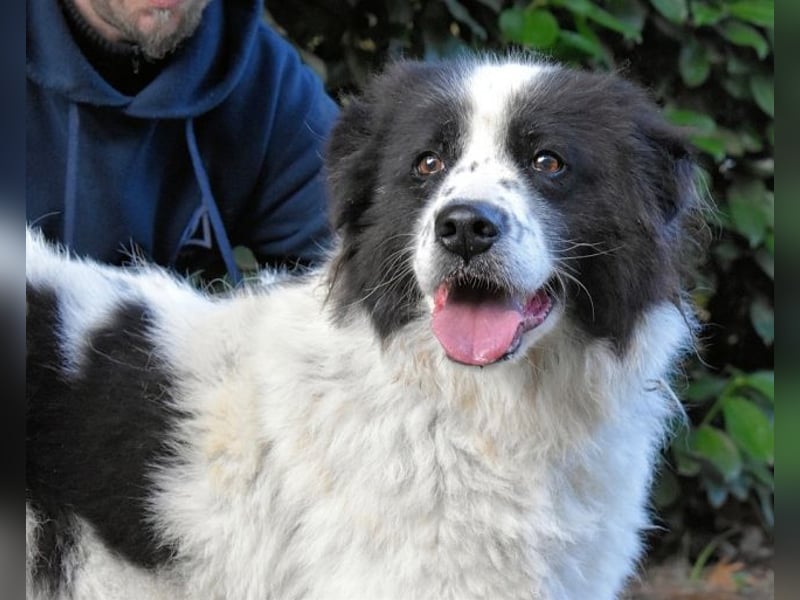 Puccie - unser liebes Mädchen...