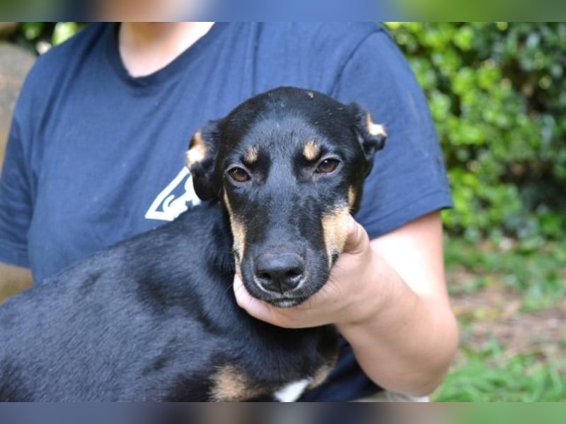 Domitia - neugierige Junghündin mit sanftem Wesen