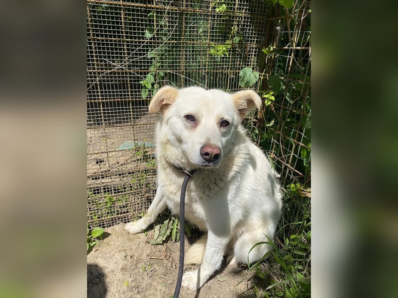 Gea - eine zarte Seele auf der Suche nach ihren Menschen