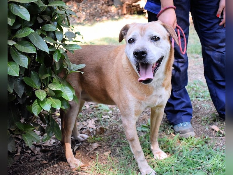 Rinaldo - Gold-Senior sucht dringend Zuhause