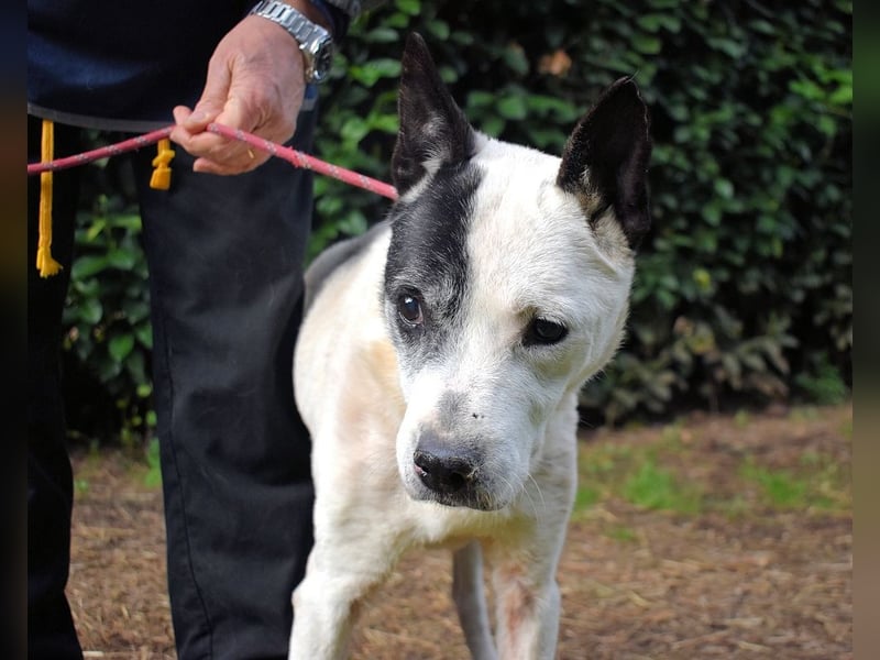 Camellia - Notfall - Was wäre gewesen, wenn ...