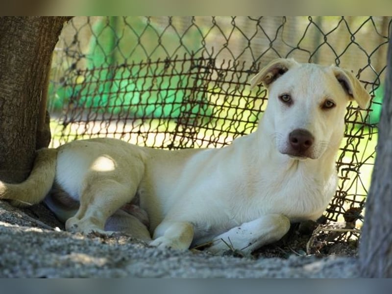 Titanio - (Dringend Pflegestelle oder Zuhause gesucht) Bereit Herzen im Sturm zu erobern