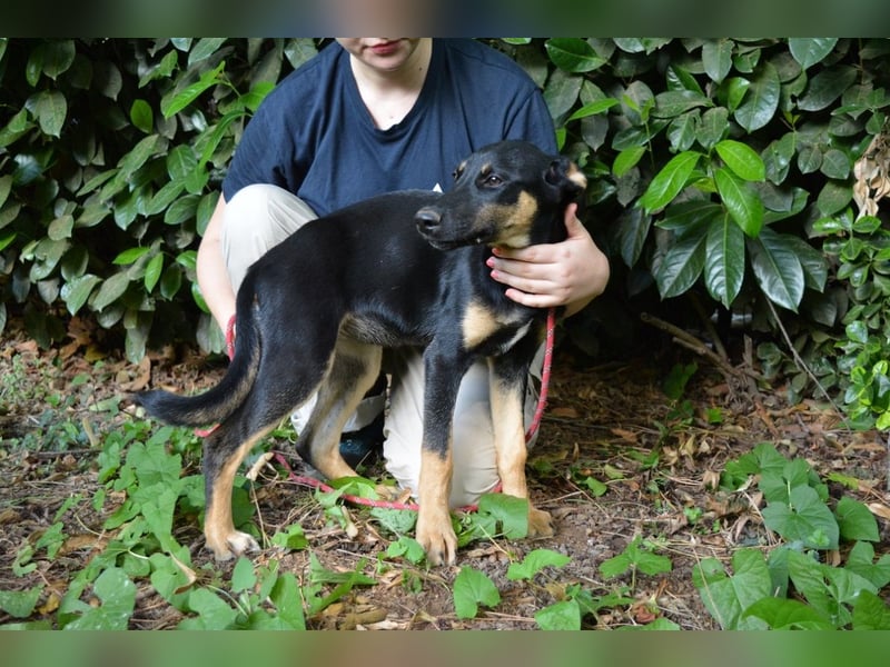 Drifa - vorsichtiges Hundemädchen auf der Suche nach Geborgenheit