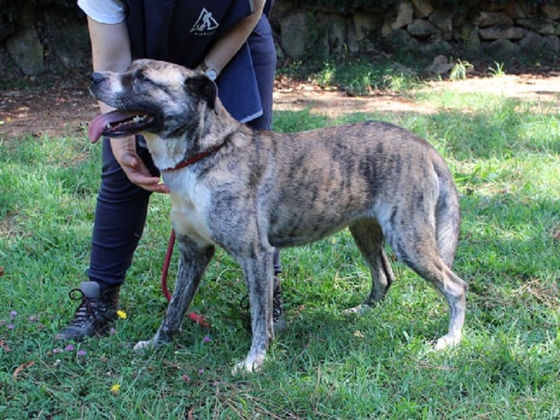 Fionella - Tigerchen sucht Familie