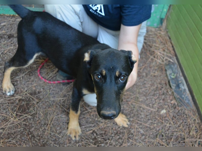 Drifa - vorsichtiges Hundemädchen auf der Suche nach Geborgenheit