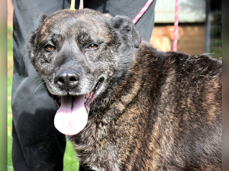 Fareeda - Wo die Schmetterlinge wohnen