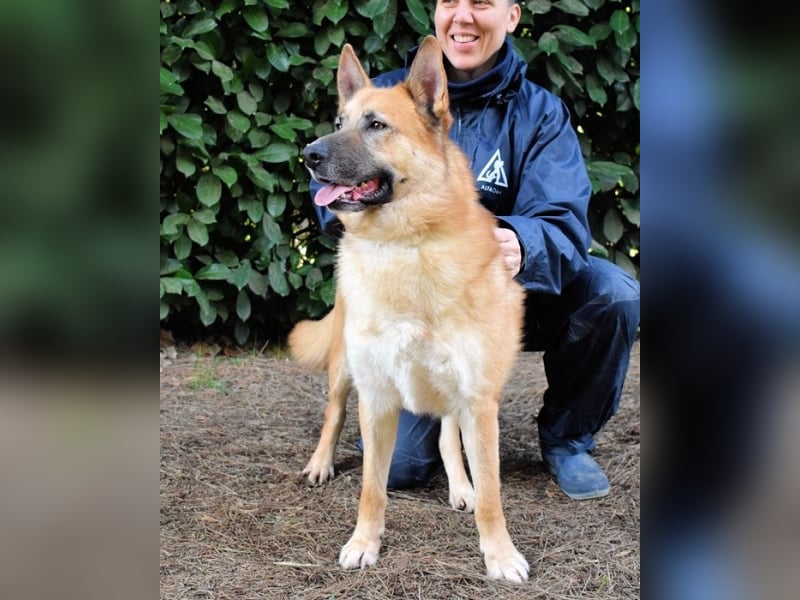 Oddy - Der "Seltsame" mit den Bernsteinaugen