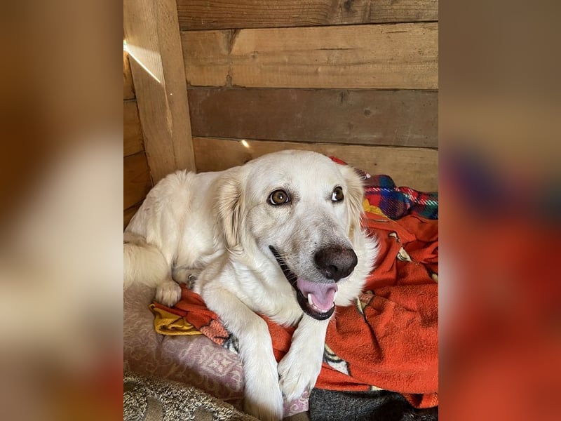 Idylle - Sanfte Hündin sucht Lieblingsmenschen