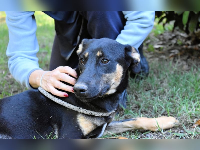 Drifa - vorsichtiges Hundemädchen auf der Suche nach Geborgenheit