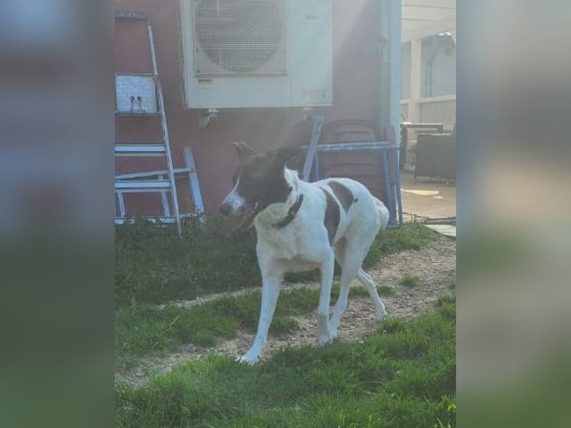 Fioretta - NOTFALL - 2. Lebensglück gesucht