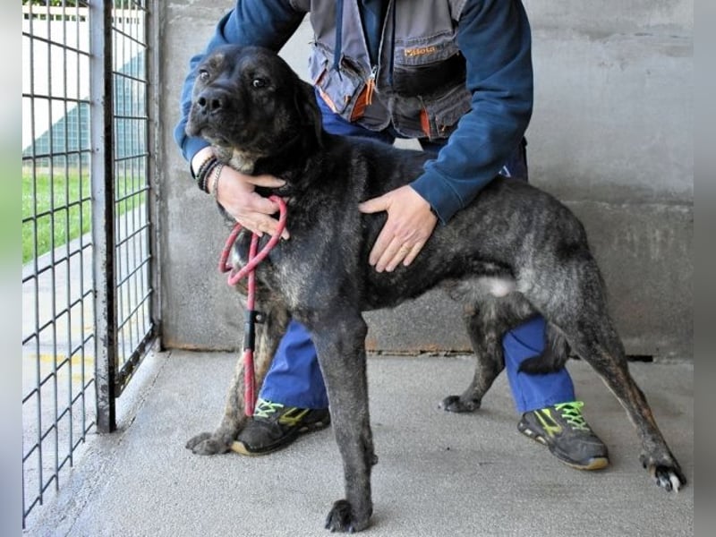 Rochus - Gestromte Liebe zu vergeben