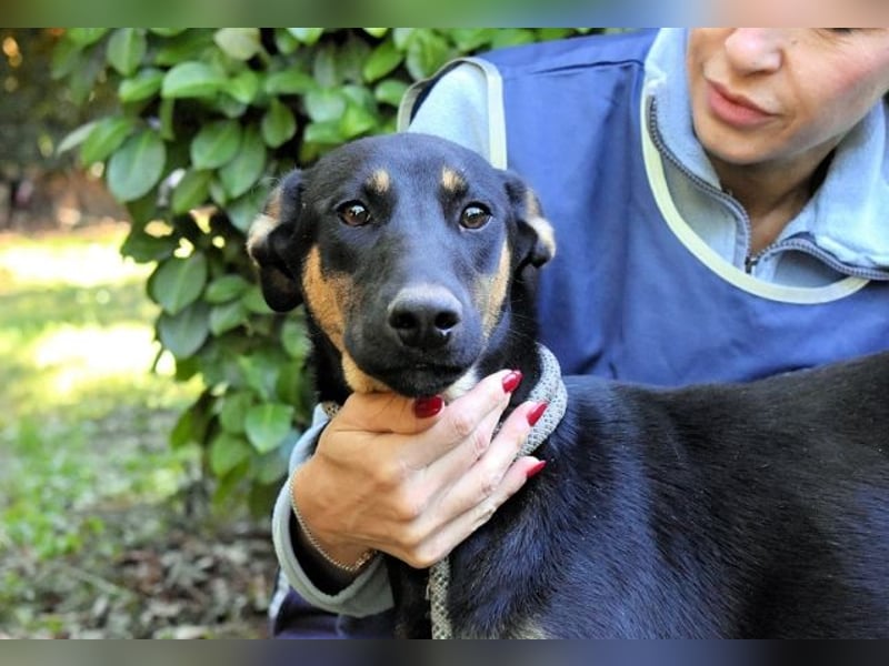 Drifa - vorsichtiges Hundemädchen auf der Suche nach Geborgenheit