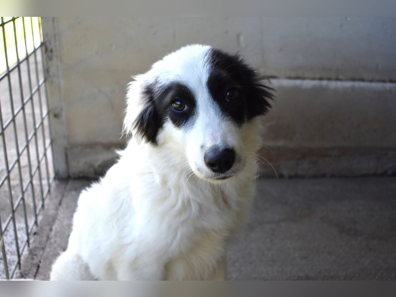 Jovian - Gute Laune hat einen Namen: Jovian