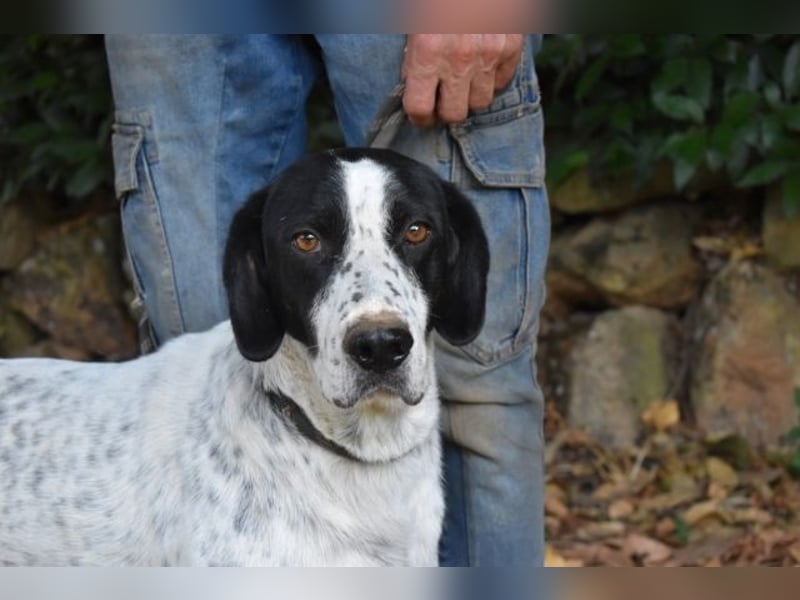 Demetrius - Sensibler Hund in großer Not