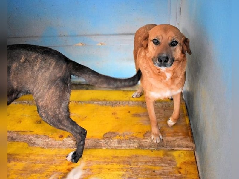 Rainey - sucht sein Pfotenglück!