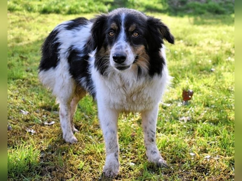 Collin - Wer Vertrauen hat, erlebt jeden Tag Wunder