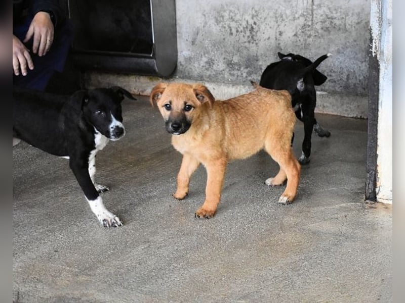 Mivelle - Es soll DEIN Leben werden