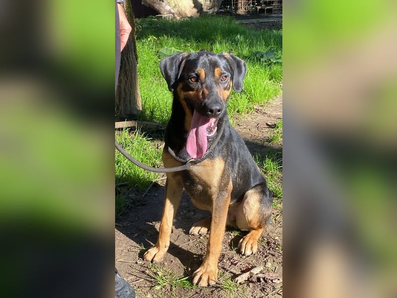 Robin - (Dringend Zuhause oder Pflegestelle gesucht) Ein unbeschriebenes Blatt...