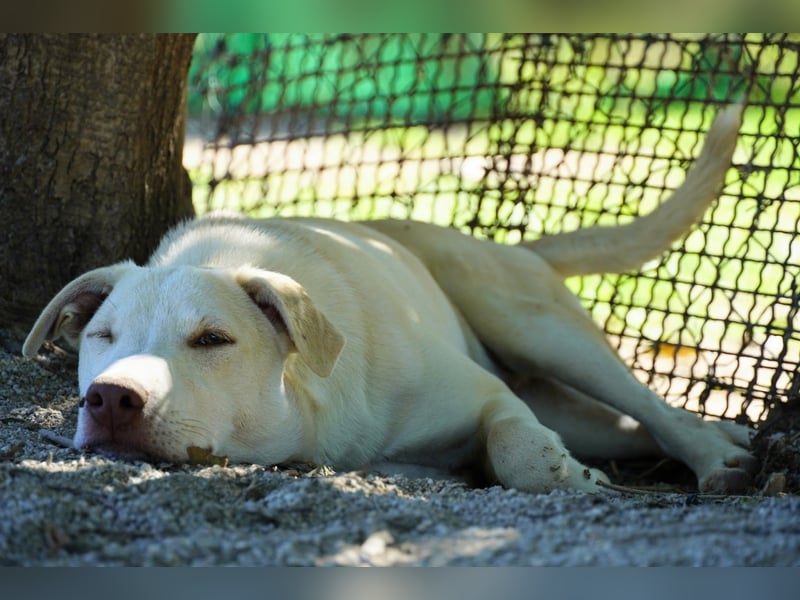 Titanio - er findet seinen Weg