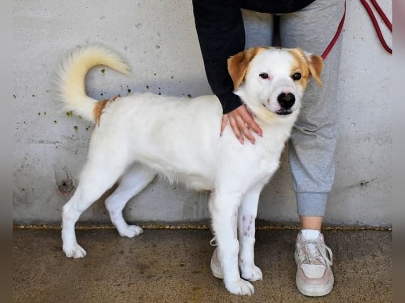 Virgilyo - Wo kommst du her, wo gehst du hin?