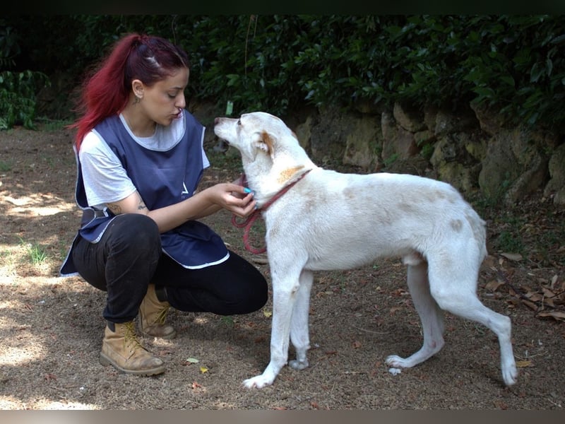 Ludoviko - Gipfelstürmer